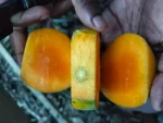 হিমসাগর আম - Image 2