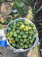 হিমসাগর আম